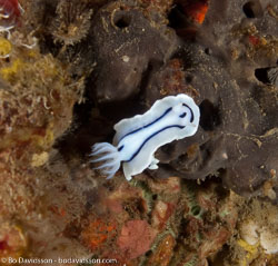 BD-090927-Lembeh-9274615-Chromodoris-lochi.-Rudman.-1982-[Loch's-chromodoris].jpg